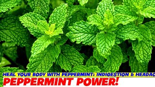 Heal Your Body with Peppermint: Indigestion & Headache Relief