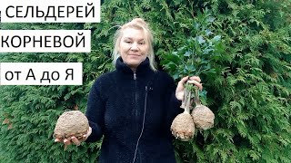 Сельдерей корневой от А до Я в природном земледелии.