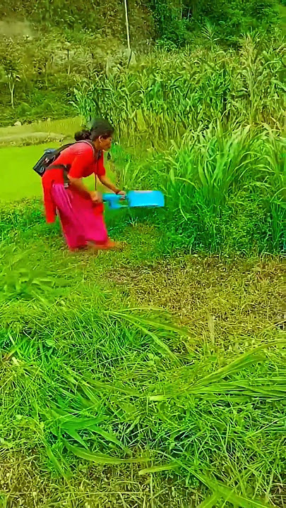 mesin praktis untuk mencari rumput pakan ternak #shorts