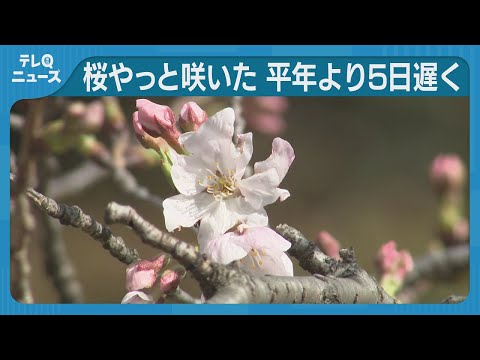 Cherry blossoms bloom in Fukuoka City, five days later than