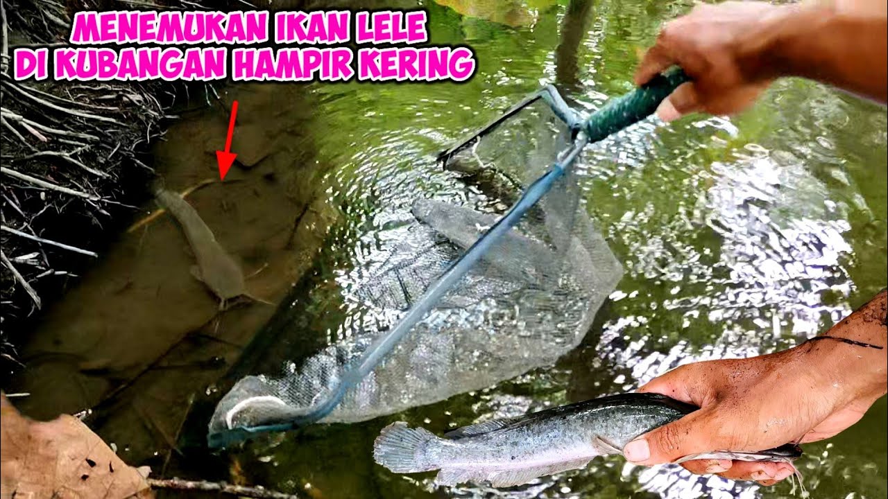 kubangan air hampir kering ada ikan lele tersisa