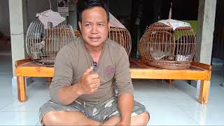 วิธีฟังเสียงนกเขาใหญ่ 🐦 ที่เซียนนกเขานิยมเล่นกัน 🕊หลิ่วตัน หนึ่งกุก สองกุก สามกุก แบบโบราณครับ