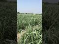Greenish Sugar Cane Crop: Punjab Scenes #saroadcover