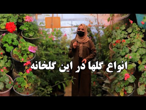 آیا گل به این قیمت تا هنوز دیدین