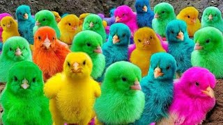 Amazing Transport millions of cute chickens, colorful chickens, cute ducks, rabbits #ayam #funny