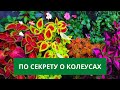 Как СОХРАНИТЬ ЗИМОЙ КОЛЕУСЫ и нарастить пышные роскошные кустики?