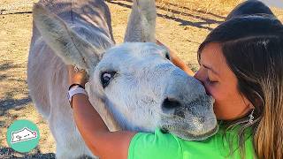 Jealous Donkey Demands Hugs And Kisses Before Anyone Else | Cuddle Buddies