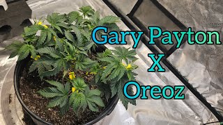 Gary Payton X Oreoz week 5 of veg - The Friendly Grower
