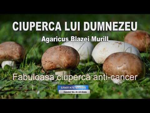 CIUPERCA LUI DUMNEZEU (Agaricus Blazei Murill) - FABULOASA CIUPERCA ANTI-CANCER