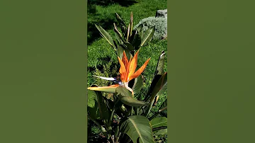 РАЙСКАЯ ПТИЦА! СТРЕЛЕЦИЯ КОРОЛЕВСКАЯ! STRELITZIA REGINAE BIRD  OF PARADISE! УДИВИТЕЛЬНЫЕ ЦВЕТЫ!