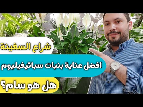 زنبق السلام العناية بها سباثيفيليوم نبتة شراع السفينة أفضل نبات ظل مزهر داخلي