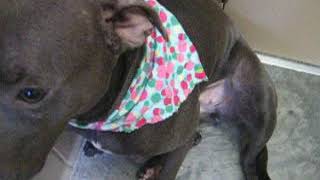 Meet Macy A Terrier American Pit Bull Currently Available For Adoption 12112018 84523 Am