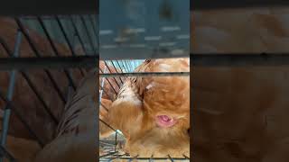 Ayam Bertelur | Detik Detik