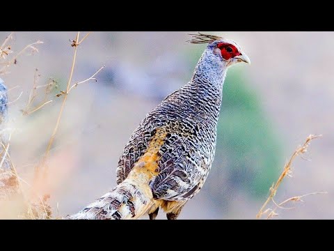 Video: Cara Membiakkan Burung Pegar