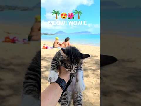 Maui Wowie But Make It Meowi Wowie Shorts Cat Cute Funny Hawaii