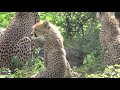 Wild Cheetah Cubs meet their Father-Lots of Meowing, Chirping and Churring