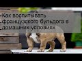 Как воспитывать французского бульдога в домашних условиях