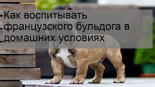 Как воспитывать французского бульдога в домашних условиях