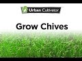 How to Grow Chives Indoors | Urban Cultivator