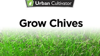 How to Grow Chives Indoors | Urban Cultivator