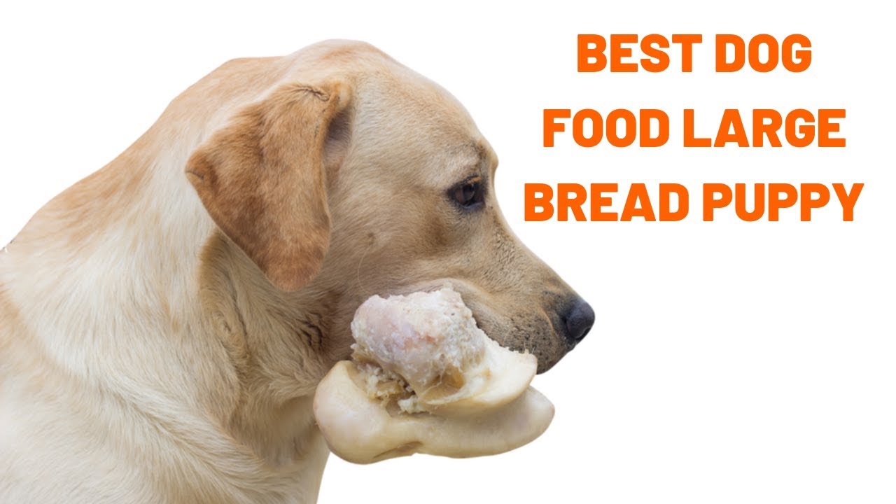 Best Dog Food for Puppies Best Puppy Food for Large Breeds YouTube