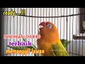 Pancingan Lovebird Terbaik memanggil Lawan, Putar Sekali Lovebird Lain Pasti langsung respon BUNYI