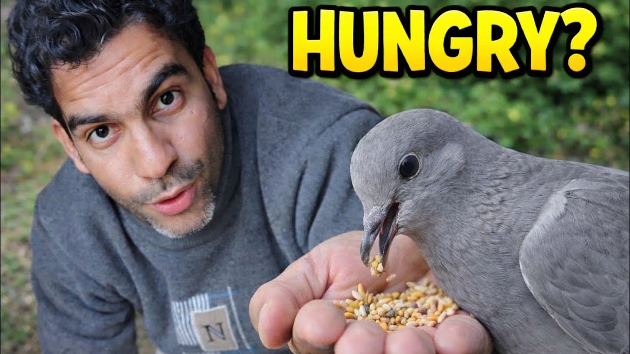 A Wild Dove Came to Our Garden… Then This Happened