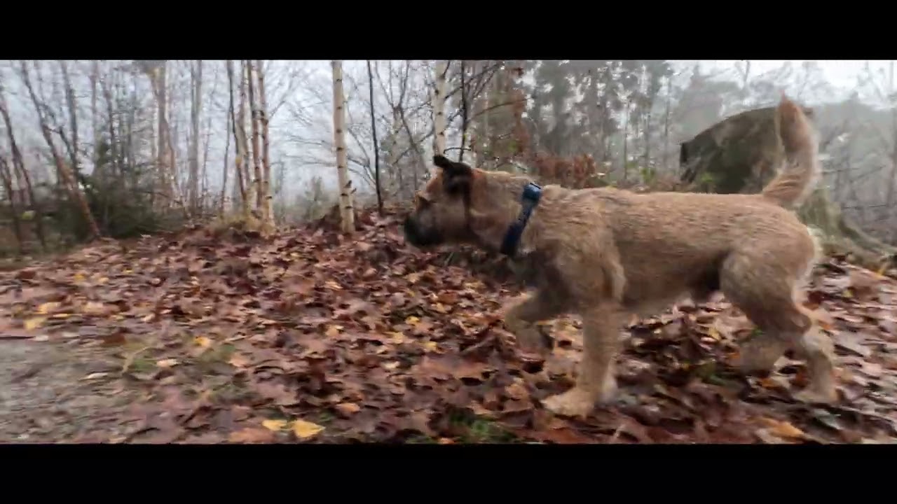 Border Terrier WOODY dog patrol