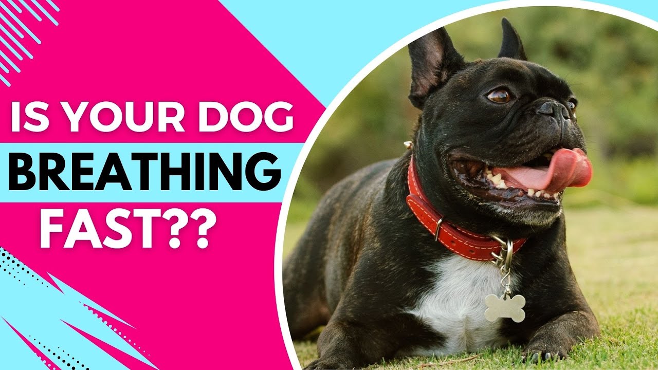 Помогите! Почему моя собака дышит часто, но ведёт себя нормально?