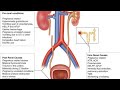 ACUTE  KIDNEY INJURY  IN PREGNANCY