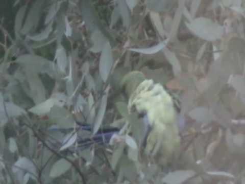 Ptaki Australii: Platycercus elegans flaveolus 02