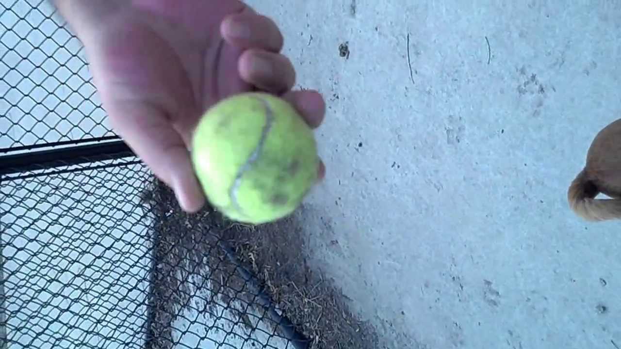 Freedom Park/Dog Park/Valdosta, GA YouTube