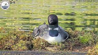 Loon Egg Arrives - Long Version