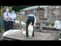 Speed Shear at &#39;The Bay Horse&#39; - Stuarty - WATCH IN &#39;HD&#39; SETTING