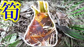 春の味覚タケノコを掘りに行く！！