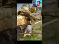 Quick Tips: BEAT TREE SENTINEL