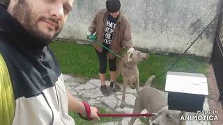 El caso de Krupp y Stahl by Adiestrados - Adiestramiento Canino 99 views 2 months ago 12 minutes, 16 seconds