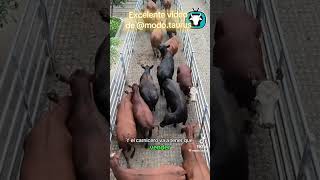 Explicacion Del Precio De La Carne
