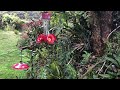 Incredible Sword-billed Hummingbird at feeder in Colombia!