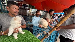 Galiff Street Pet Market Live Video 2026 Kolkata Latest Update | Dog Puppy Price Update