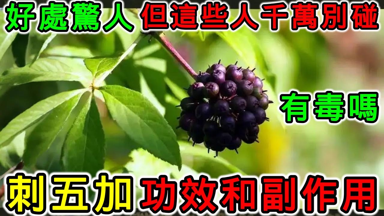 刺五加的功效和副作用,刺五加有毒嗎?刺五加不能和哪些食物一起用?刺五加哪些人絕對不能碰? - YouTube