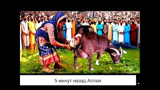 Женщина родила в могиле: почему пришло наказание Аллаха и что странного произошло?