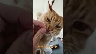 Derek having an evening munch 😁 #cat #cute #ginger #Dreamys #yummy #hungry #kitten