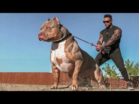 दुनिया के 5 सबसे खतरनाक Body वाले कुत्ते। Top 5 Most Muscular Dog Breeds.