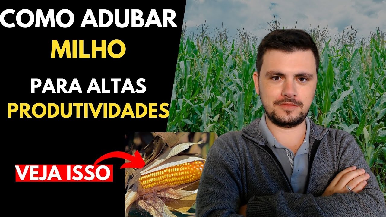 Como adubar MILHO? para alcançar altas produtividades