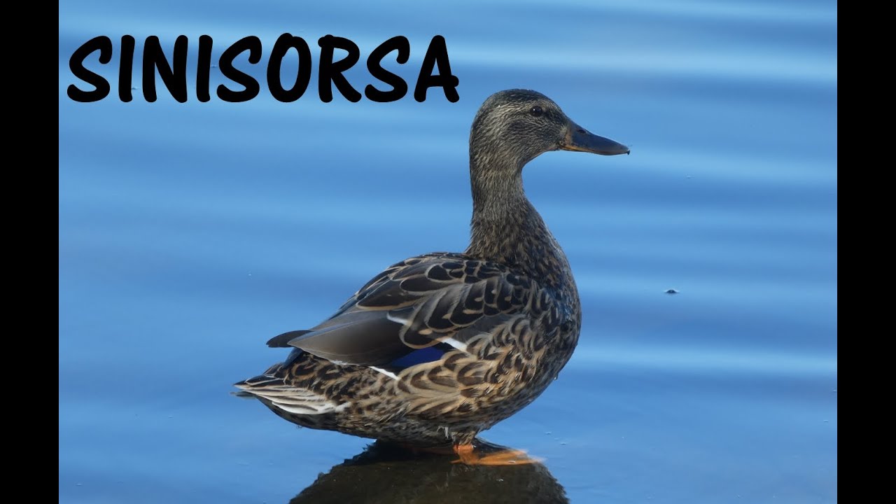 Sinisorsa