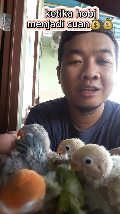 Harga lovebird masih gurih, 2025 lanjut ternak