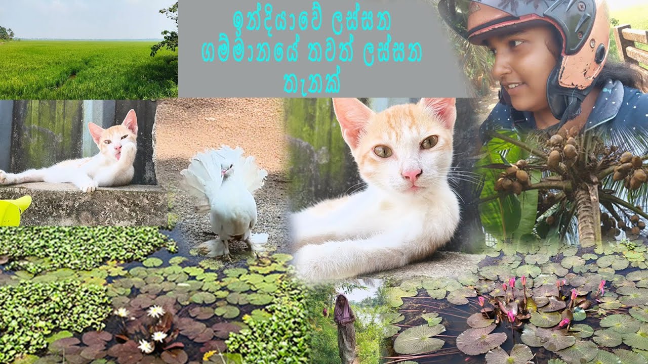 ඉන්දියාවේ තෝල්ඔරප්පු කරන අක්කලාට බීම අරගෙන ගියා