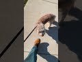 Neighborhood walking, plus some good street views! #subscribe