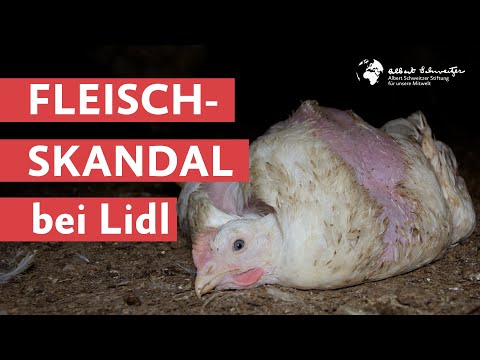 Fleischskandal bei Lidl / Recherchen belegen Tierquälerei für Hühnerfleisch von Lidl